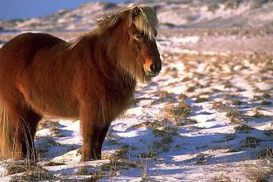 El caballo islandés: cultura, monta y bienestar