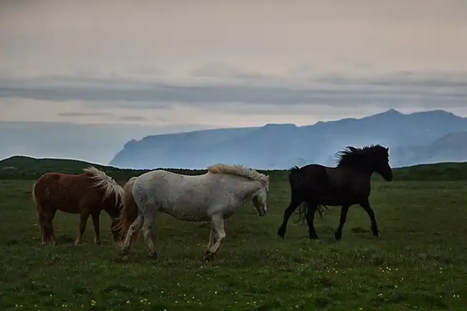 Del dominio danés a la independencia de Islandia