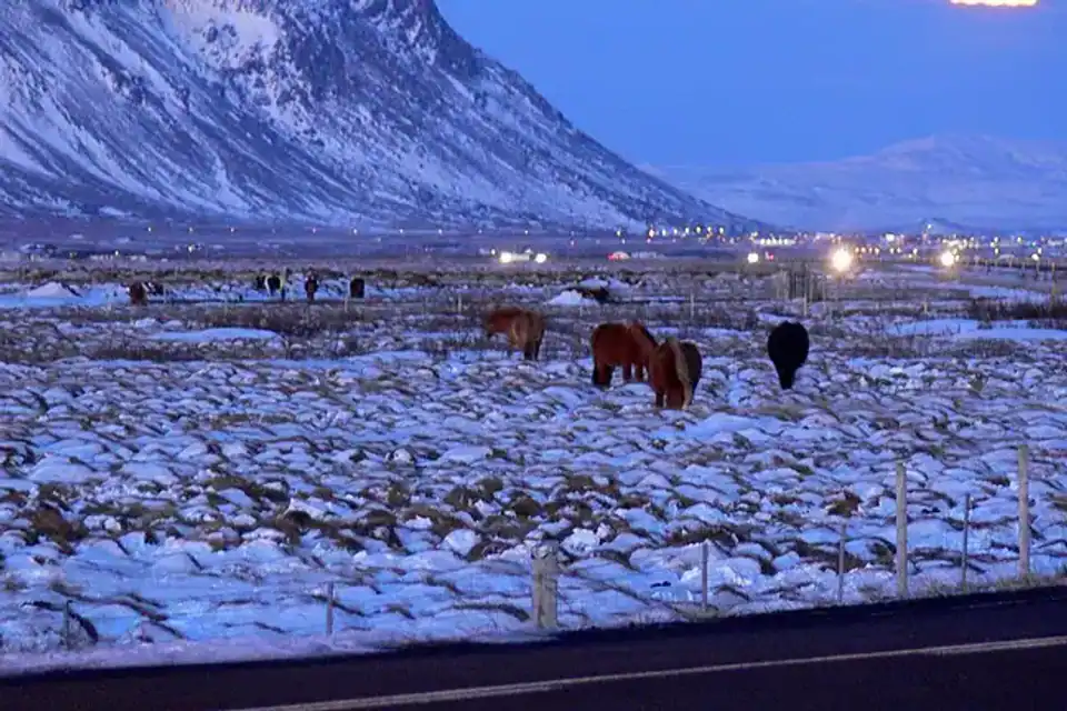 Selfoss: vida cotidiana y conexiones en el sur de Islandia